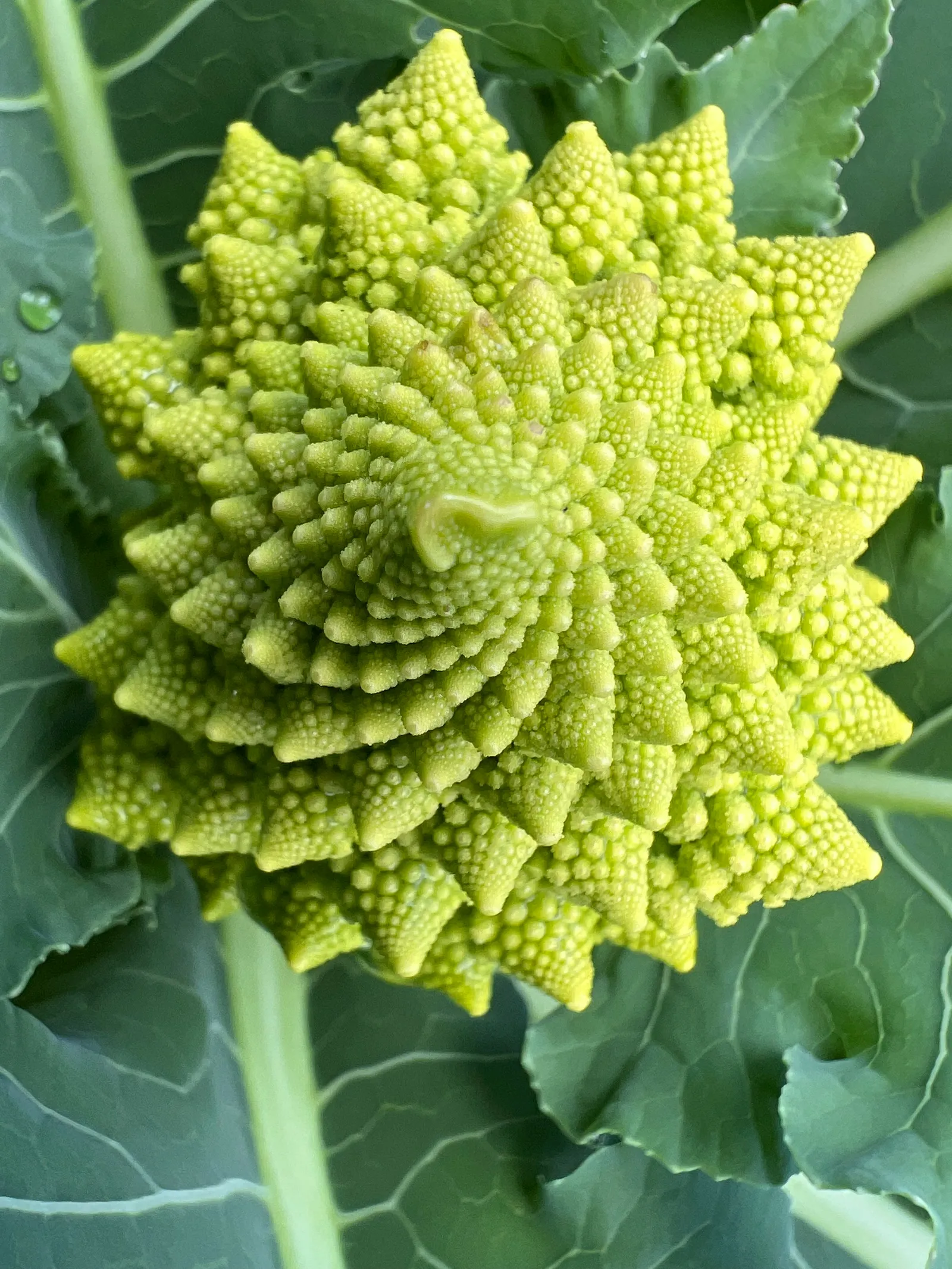 罗马花椰菜表面呈现层叠的螺旋结构